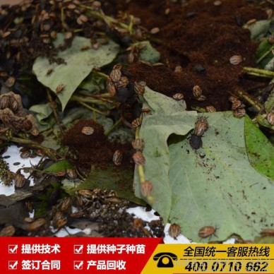 供应臭屁虫、九香虫 免费提供技术 回收产品