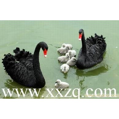 黑天鹅养殖-国际首家商业化养殖黑天鹅的企业