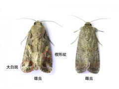 草地贪夜蛾识别与防治