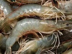 汉沽西方对虾 - 天津滨海新区特产大全特产