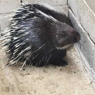 山人特种养殖 豪猪养殖技术 价格优惠