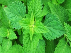 冬凌草 - 济源特产