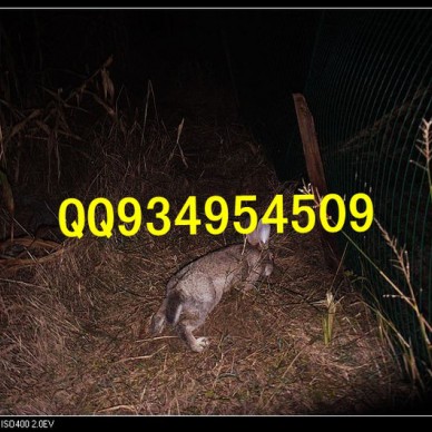 特种养殖动物有哪些销售