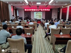 湖北砂梨绿色消费技术培训会在潜江召开
