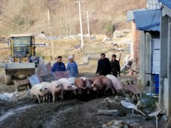 岚皋：诚兴畜牧养殖示范园区首批肉猪出栏