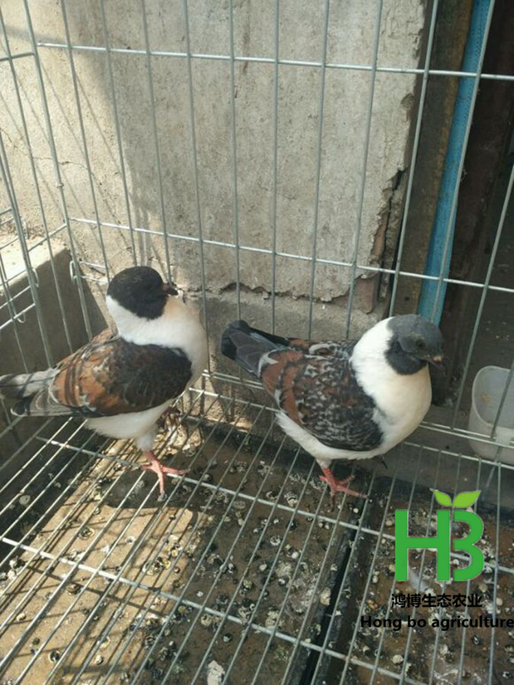 960a304e251f95cafbae21b1c1177f