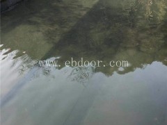 石斑鱼苗批发-鼎鸿优质鱼苗养殖基地-石斑鱼苗批发价