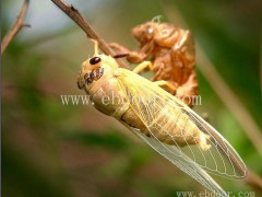 宣城金蝉养殖技术-大棚金蝉养殖技术-亿鸣金蝉(推荐商家)