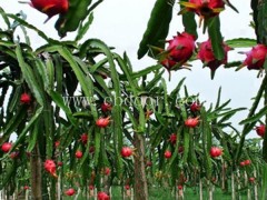 百亩火龙果苗供应商货真价实