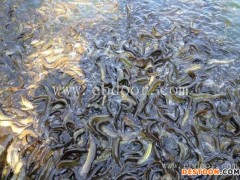 泥鳅-金兴养殖场规模大-泥鳅种苗