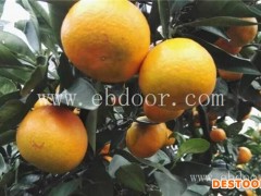 岗峰农场——不容错过(图)-柑橘哪个品种好-早熟柑橘品种