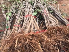 一年生樱桃苗、一年生樱桃苗基地