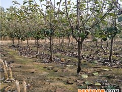 1公分奥红梨苗报价表格、奥红梨苗生产苗圃