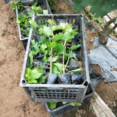 [供]大量出售营养钵葡萄苗，占地苗，包成活，免费技术指导