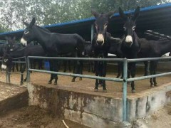 驴 金良 毛驴 改良肉驴 德州驴 肉驴苗 肉驴驹 肉驴养殖厂家 肉驴厂家 肉驴价格 山东肉驴养殖基地  具体价格面议