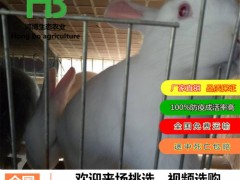 纯野兔和杂交野兔、肉兔、鸿博兔业