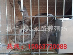 湖北野兔养殖场,杂交野兔价格,杂交野兔种兔饲养技术  兔子活体