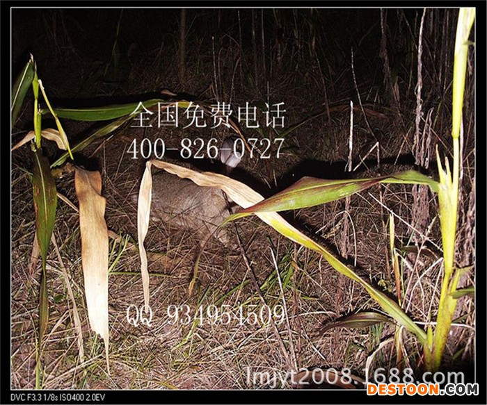 杂交野兔野兔养殖的效益分析