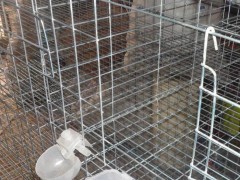 质保笼具   批发 鸽子笼鸽笼 肉鸽鸽笼 养殖鸽子笼 养殖设备笼具 鸽子笼尺寸