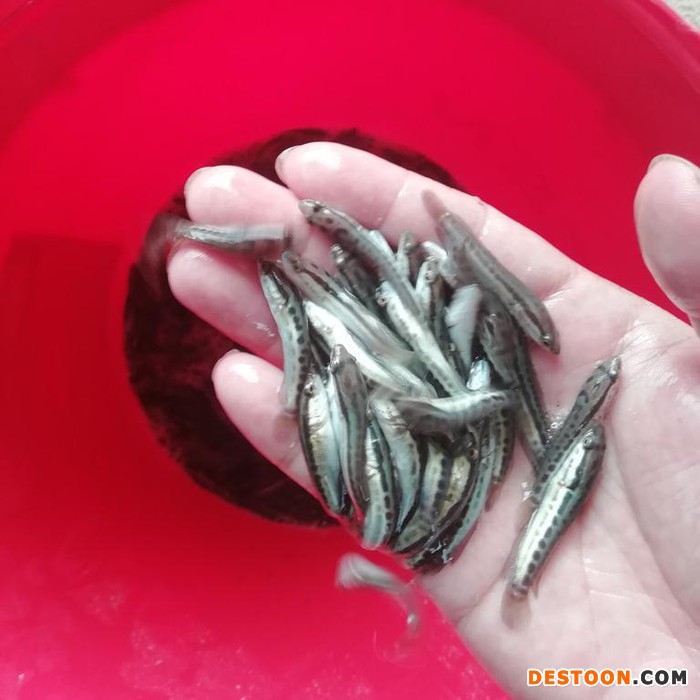 辽阳龙虾苗龙虾苗