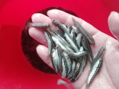 辽阳龙虾苗龙虾苗