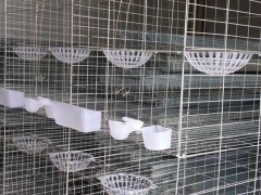 【顺隆】厂家直供 12位鸽子养殖笼 鸽子养殖设备全套 鸽子笼笼具批发