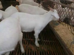 优良肉羊白山羊 优质白山羊 白山羊羊仔 金良 白山羊 纯种白山羊 山东白山羊 肉羊价格 白山羊批发 具体价格面议