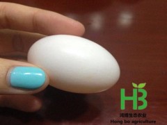 鸽子蛋种蛋销售价格 出售孵化鸽子蛋种蛋销售  鸽子蛋种蛋销售基