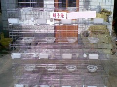 镀锌鸽子笼  三层12位鸽子笼  鸽子笼价格  鸽子笼批发