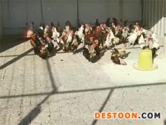 【图文，图文看得见】山东观赏鸡苗++临朐观赏鸡苗基地