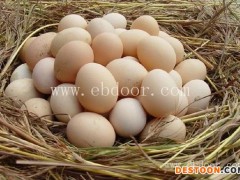 土鸡蛋批发-淮南土鸡蛋-安徽牧翔禽业