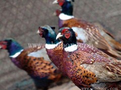 珍宝特种养殖厂质量好-批发野鸡苗多少一只-泰州野鸡苗多少一只