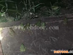 青蛙养殖利润-忠县青蛙养殖-半亩田生态农业公司