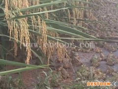 文山青蛙养殖-稻田青蛙养殖-半亩田青蛙养殖(推荐商家)