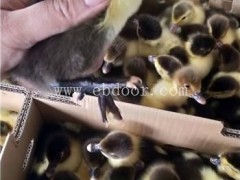 妙林农业鸭苗批发价(图)-鸭苗多少钱一只-嵩明鸭苗