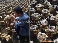 河北桑黄种植技术-长程天麻桑树桑黄基地-仿野生桑黄种植技术