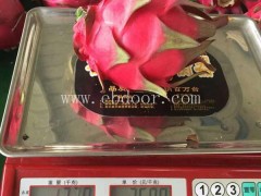 台湾金都一号火龙果苗基地在哪今日报价