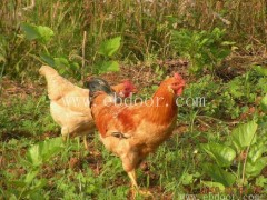 肉鸡郑州鸡苗-肉鸡郑州鸡苗多少钱-四强养殖(推荐商家)