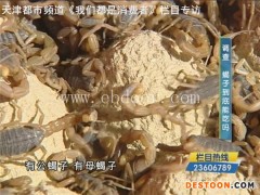 哪里有蝎子养殖批发-朔州蝎子养殖批发-军辉蝎子养殖