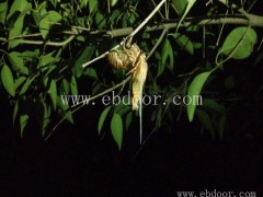 人工知了猴养殖报价-知了猴养殖-中国淼源金蝉养殖中心(查看)