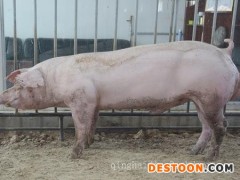 长白种猪出售-山东优惠的长白种猪