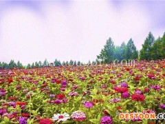 昆明多花木兰-多花木兰厂家直销-二月蓝农业(推荐商家)