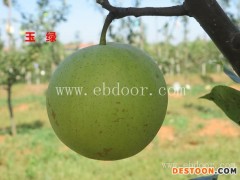 供应黄花梨树苗-随州梨树苗-湖北苗木供应(查看)