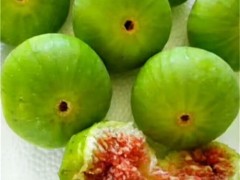 1米以上高无花果苗多少钱一株