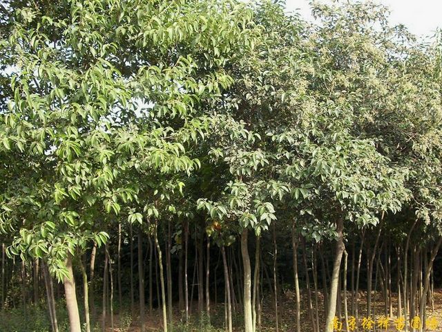 供应大叶女贞等多种绿化苗木