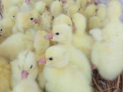 小鹅苗  养鹅场批发 山东鹅苗价格 种鹅批发 鹅苗价格