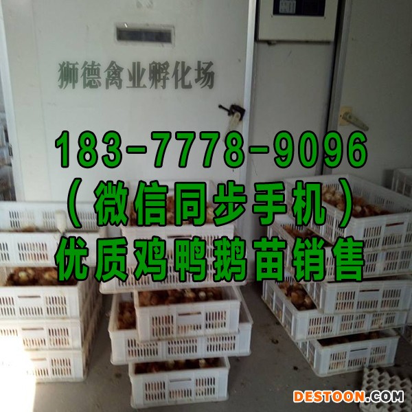 东营鹅苗孵化基地 斑嘴鸭苗 黑猪苗批发