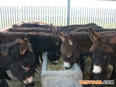 德州驴 杂交驴 肉驴养殖肉驴 养殖场厂家直销1