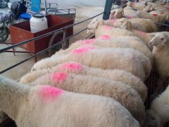 羊肉羊小尾寒羊,纯种小尾寒羊,孕羊小尾寒羊,小尾寒羊批发,