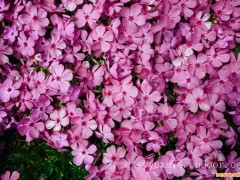 芝樱种植基地-山东芝樱供应